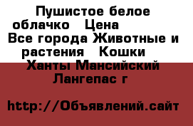 Пушистое белое облачко › Цена ­ 25 000 - Все города Животные и растения » Кошки   . Ханты-Мансийский,Лангепас г.